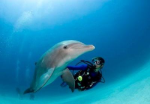 Dolphin and Diver.jpg