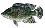 Tilapia Fish.jpg