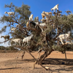 tree goats.jpg