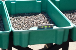 Bins with river washed pebbles.png